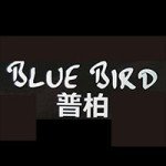 Blue Bird 普柏